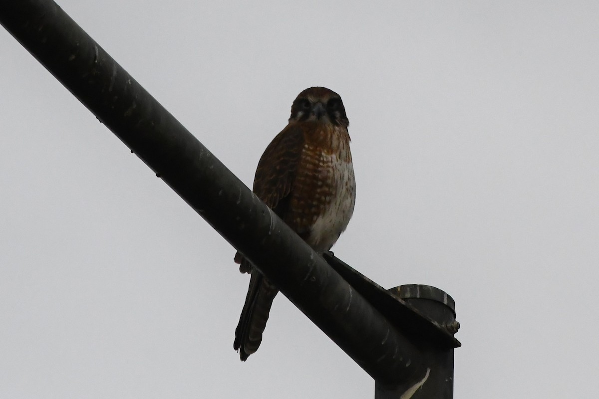 Nankeen Kestrel - ML620689861