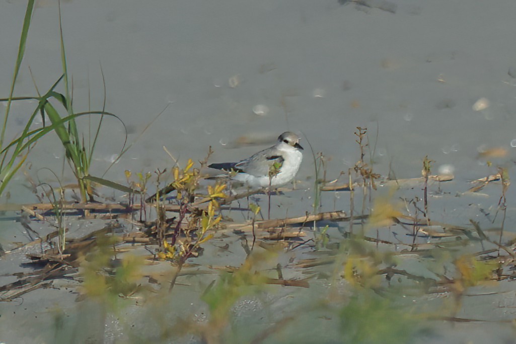 Least Tern - ML620689862