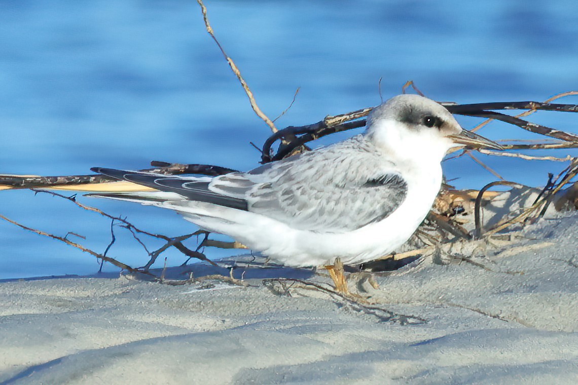 Least Tern - ML620689863