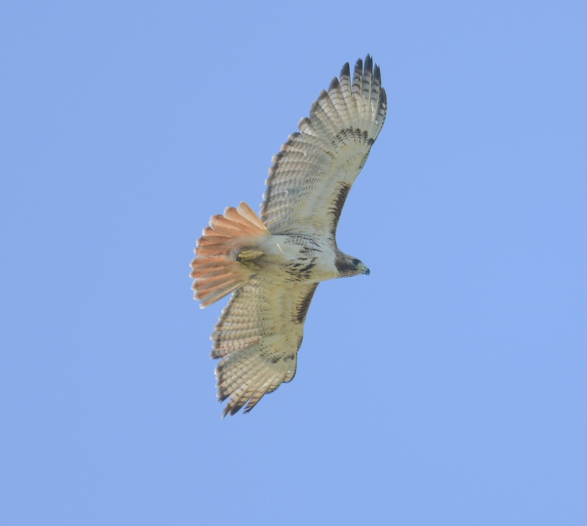 Red-tailed Hawk - ML620689865