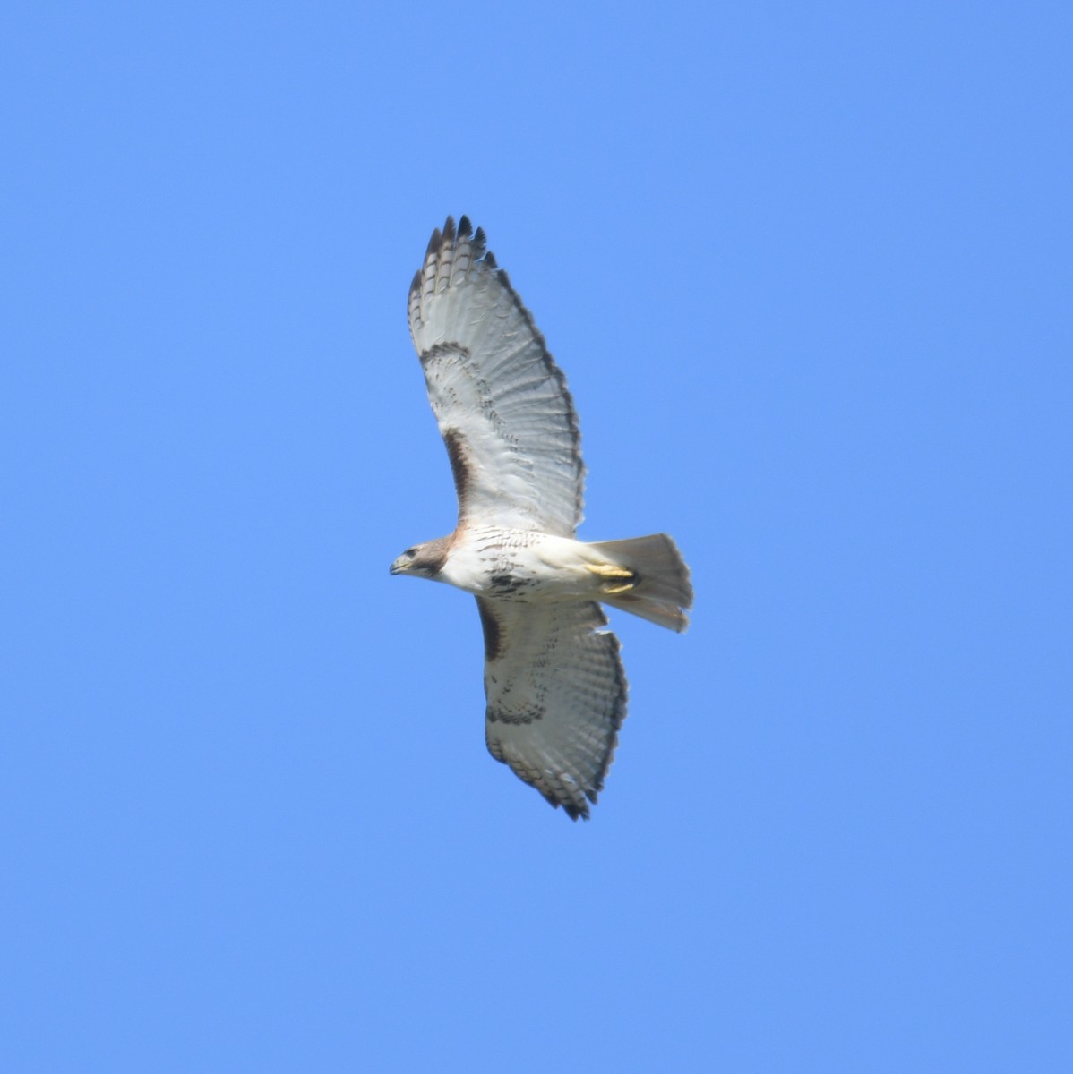 Red-tailed Hawk - ML620689866