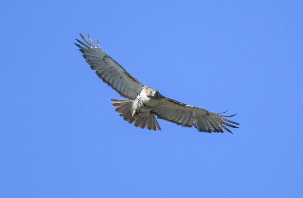 Red-tailed Hawk - ML620689867