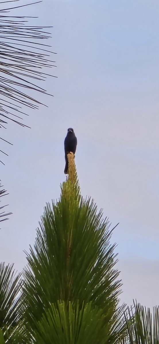 Blue Grosbeak - ML620689868