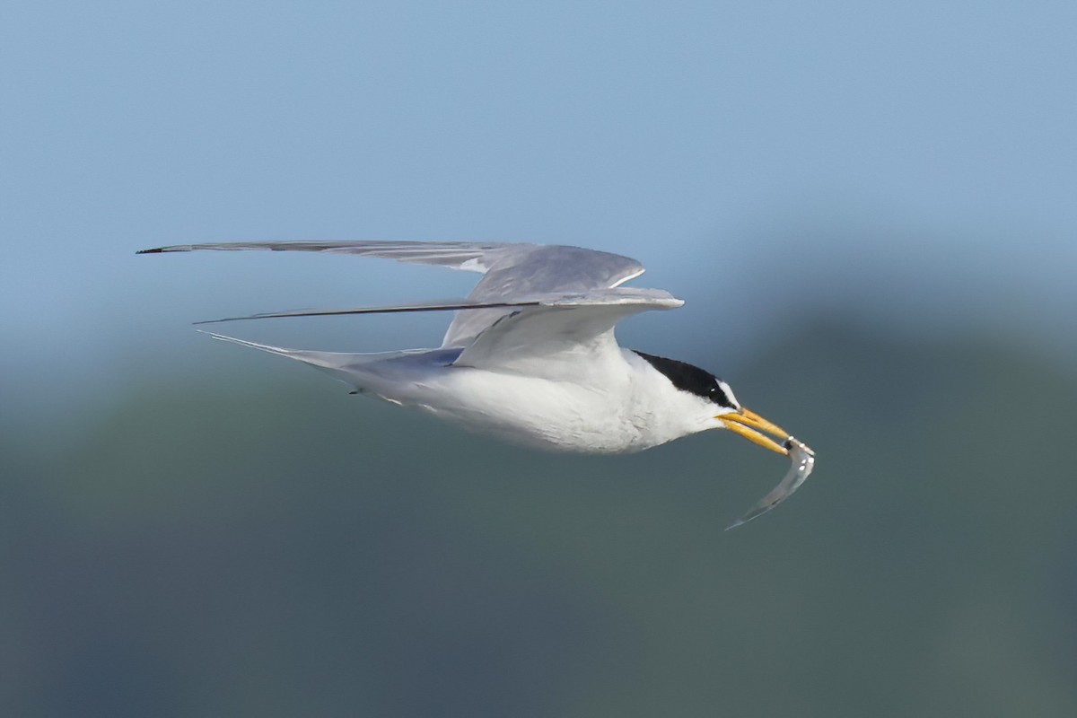 Least Tern - ML620689876