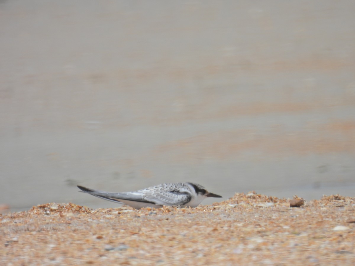 Least Tern - ML620689878