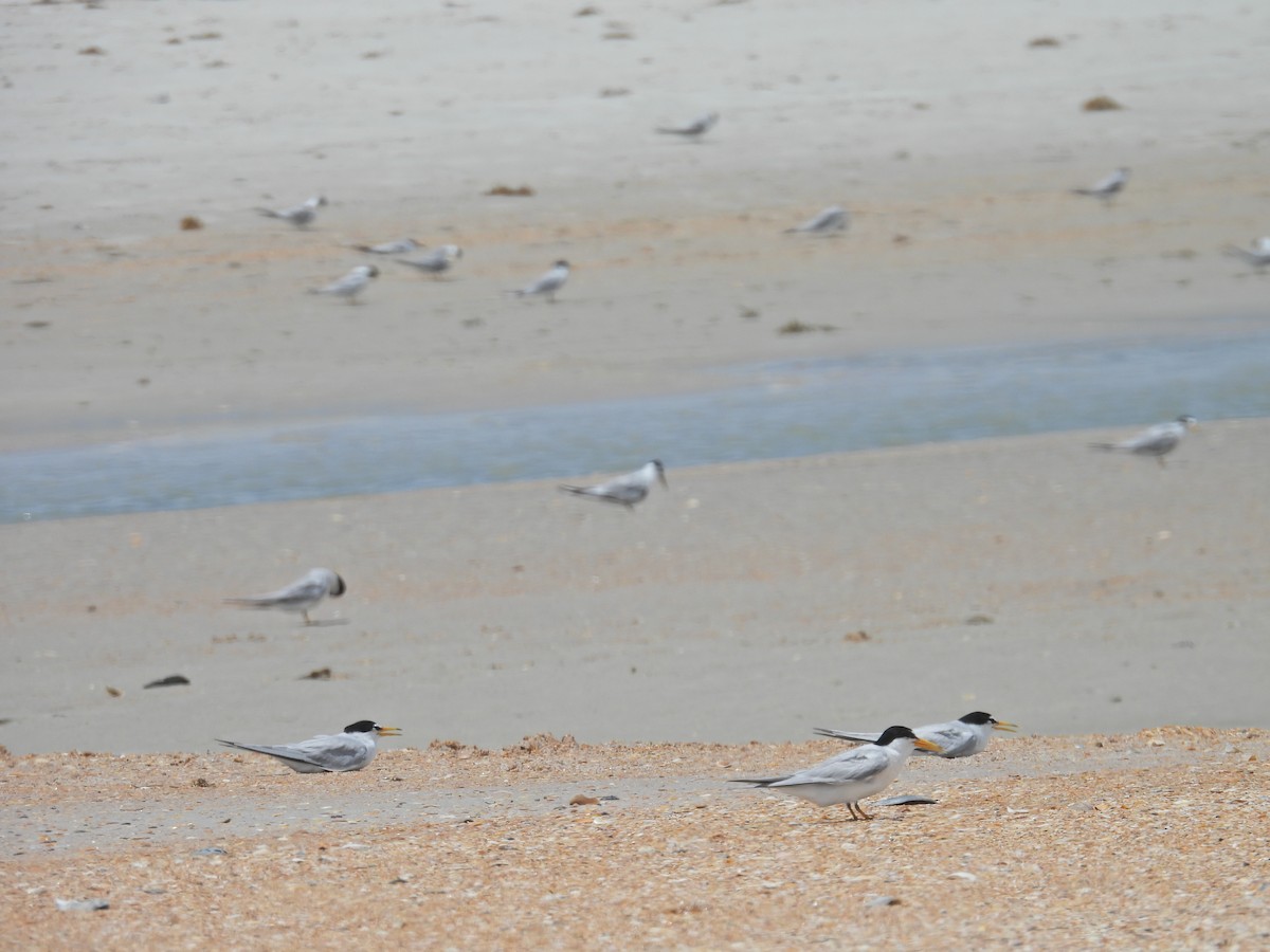 Least Tern - ML620689879