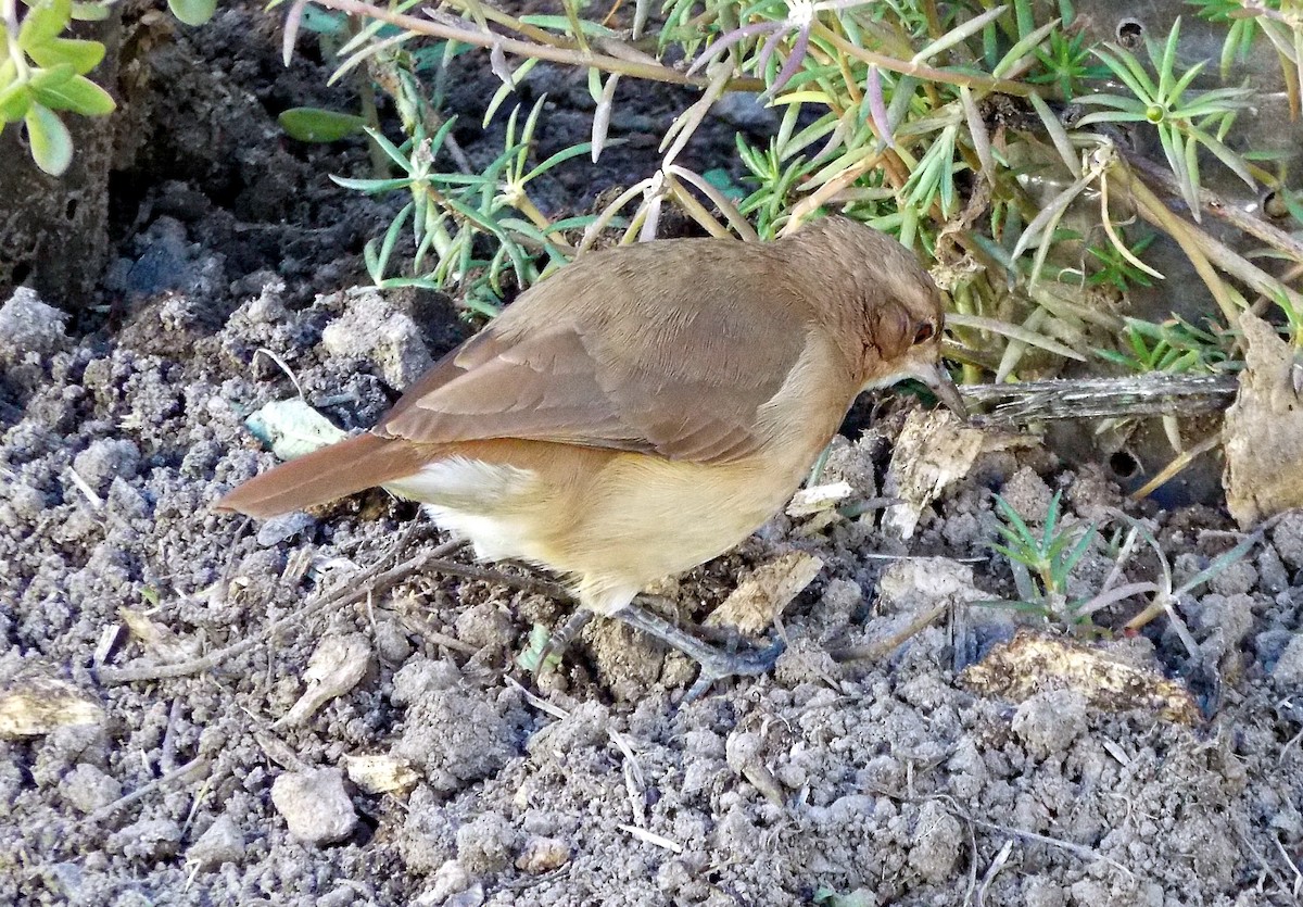 Rufous Hornero - ARNALDO SILVA