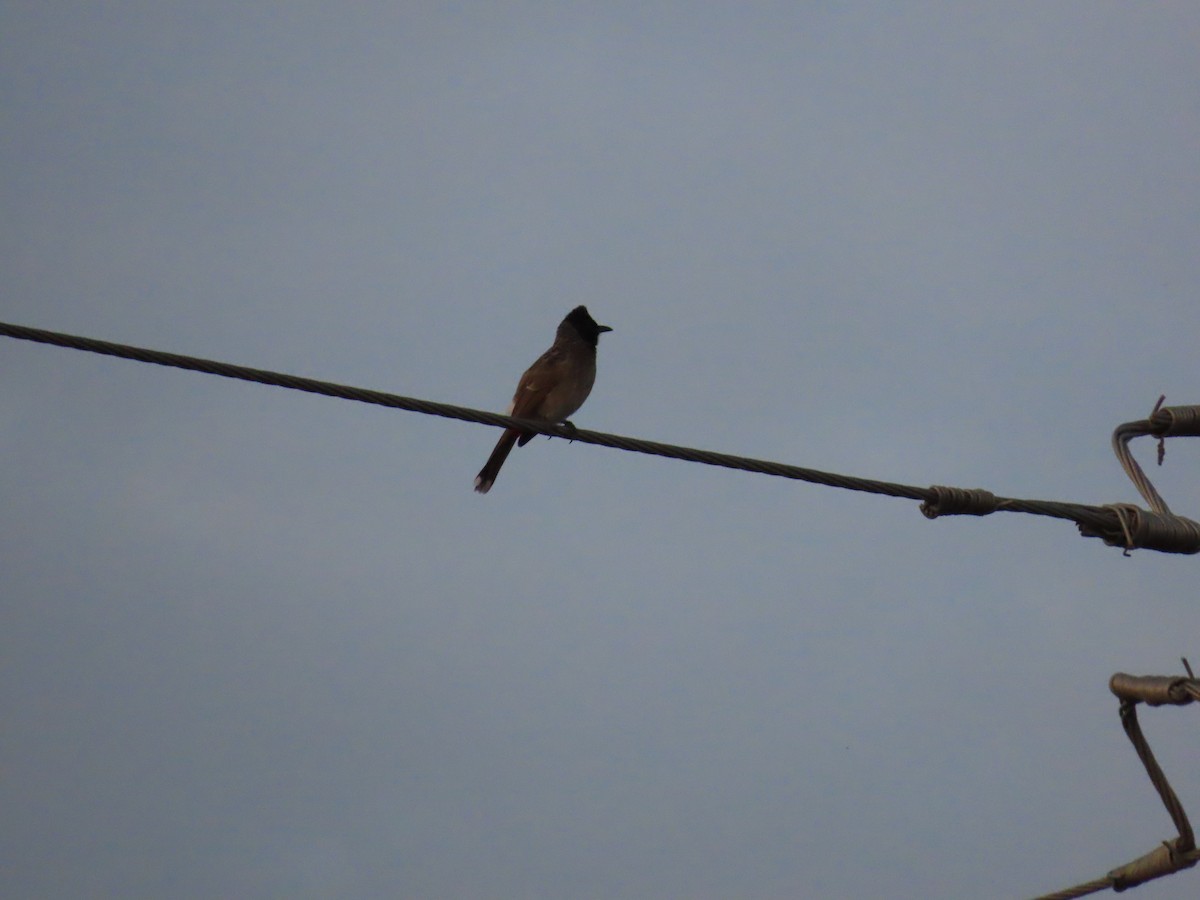 Red-vented Bulbul - ML620689884