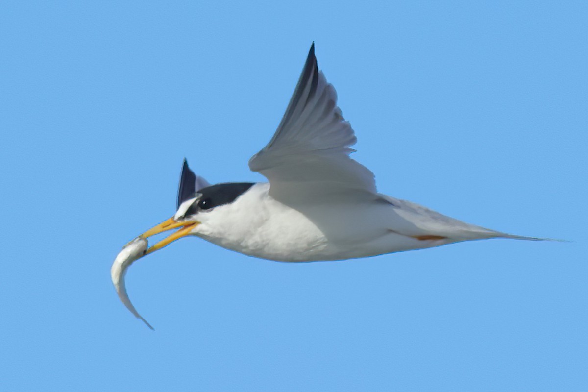 Least Tern - ML620689885