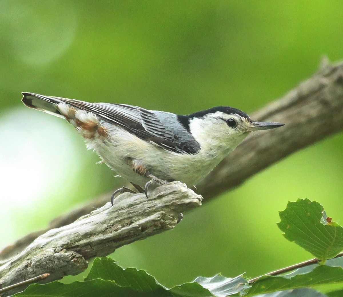 White-breasted Nuthatch - ML620689889