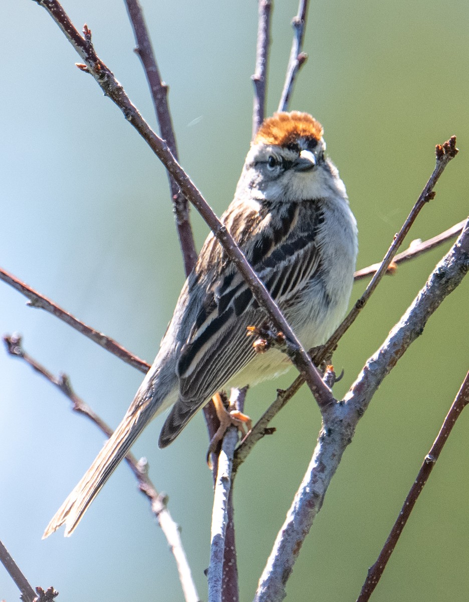Chipping Sparrow - ML620689890