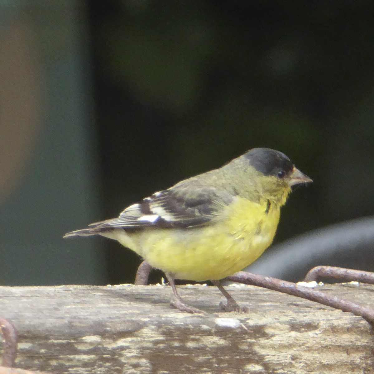 Lesser Goldfinch - ML620689891