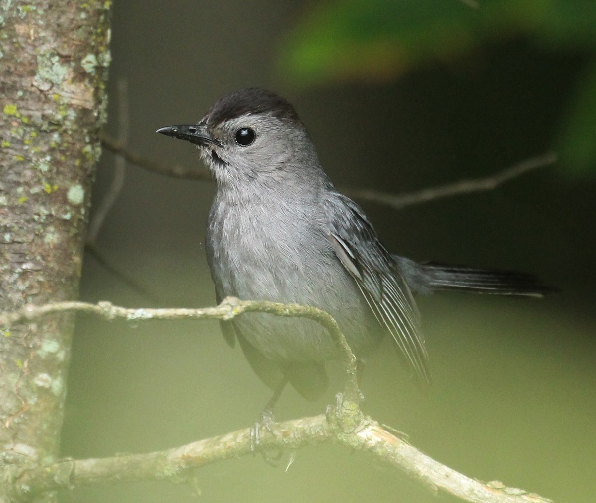 Gray Catbird - ML620689892