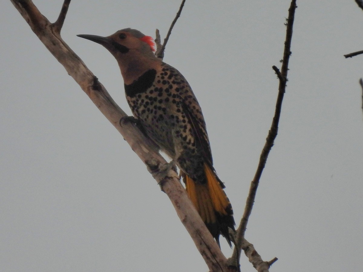 Northern Flicker - ML620689897