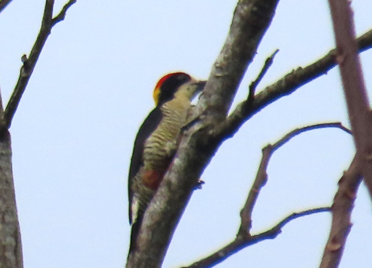 Beautiful Woodpecker - ML620689901