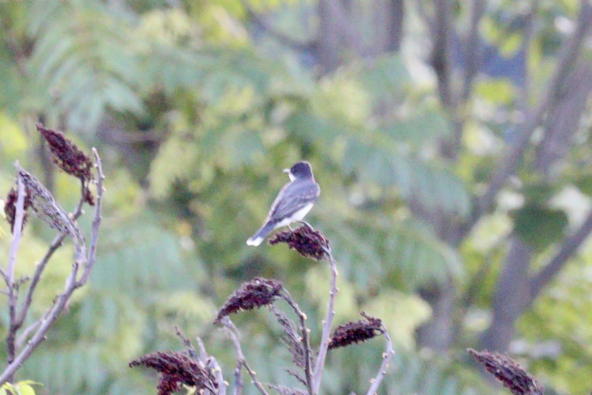 Eastern Kingbird - Solon Vlasto