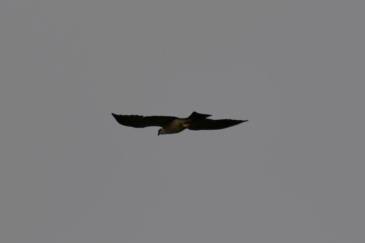 Mississippi Kite - Carmen Ricer