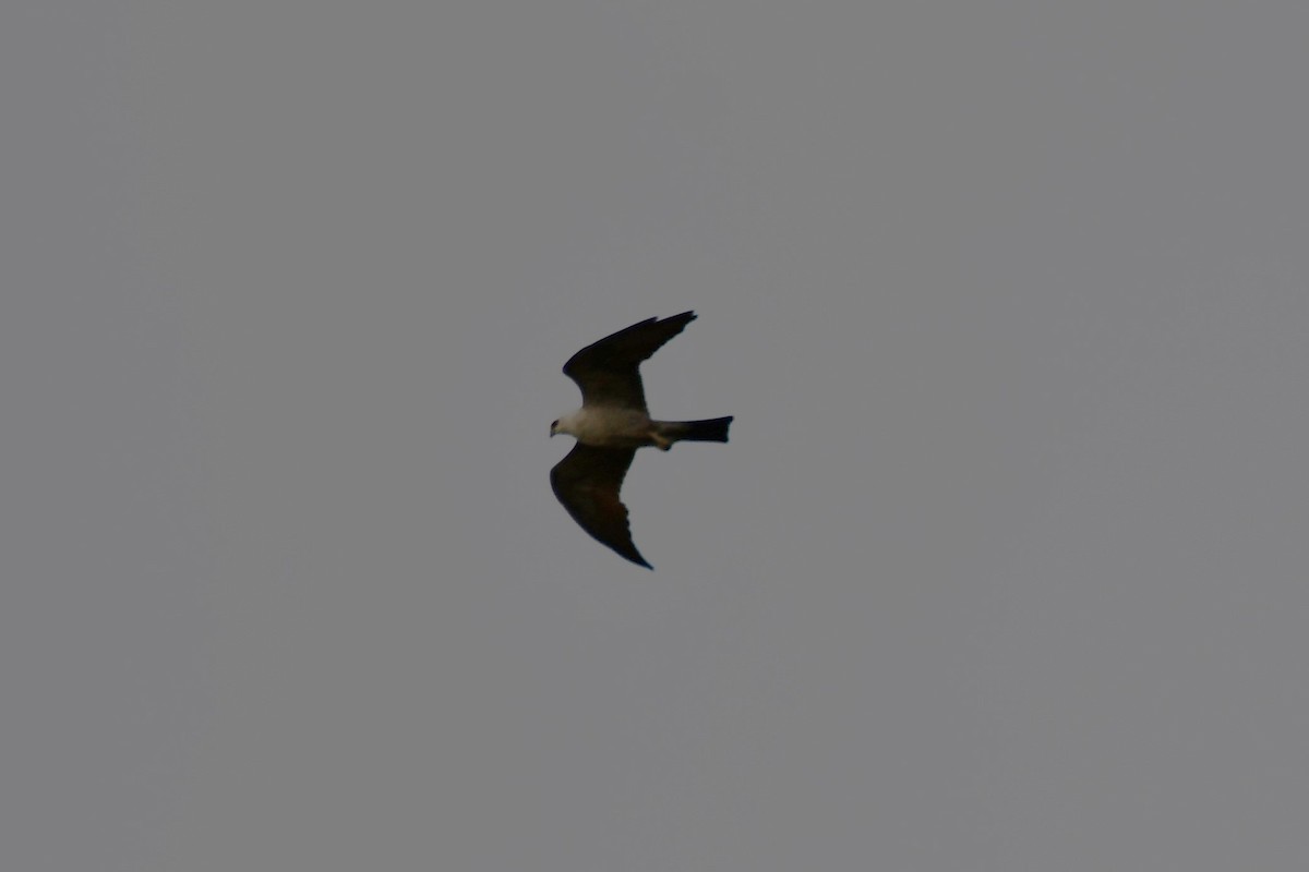 Mississippi Kite - ML620689909