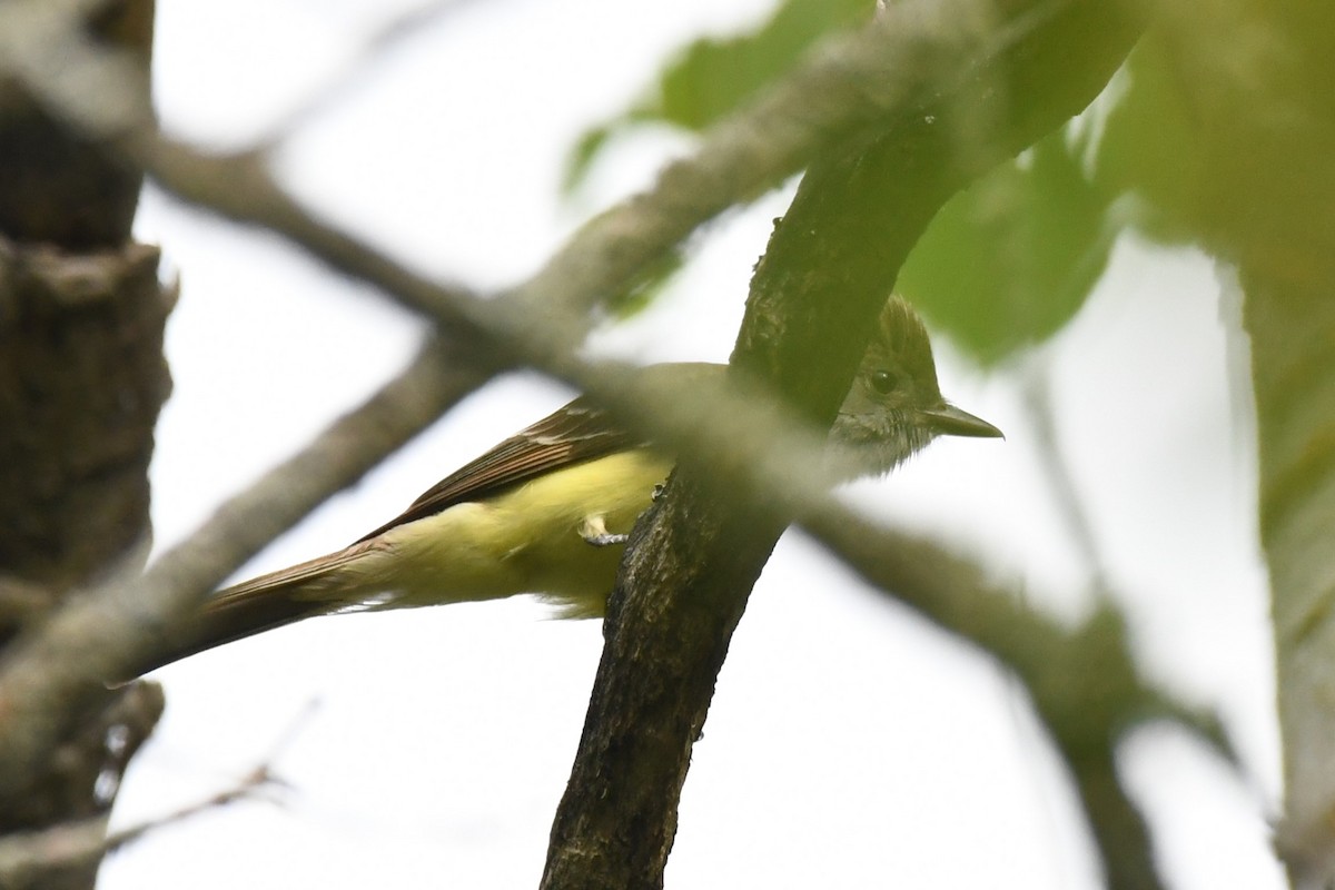 Great Crested Flycatcher - ML620689912