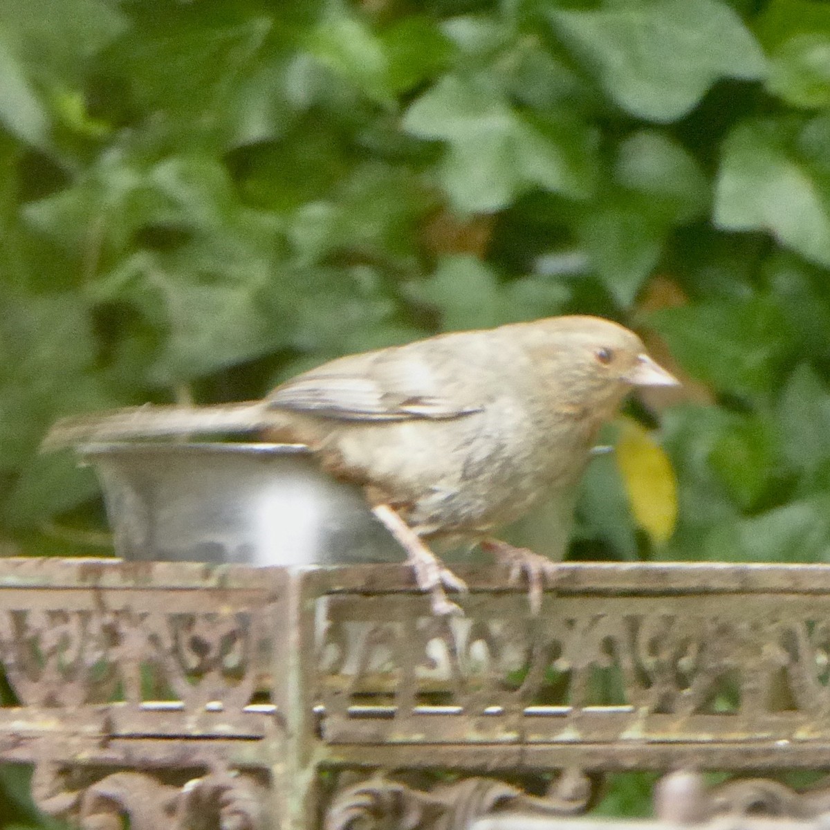 California Towhee - ML620689925