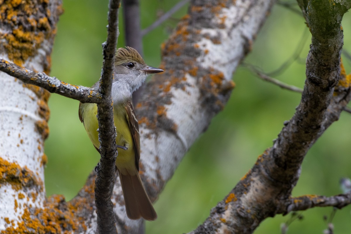 Great Crested Flycatcher - ML620689927