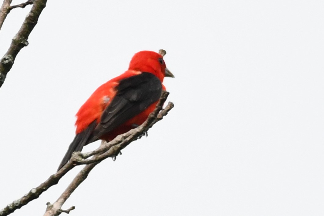 Scarlet Tanager - Bill Ostrander