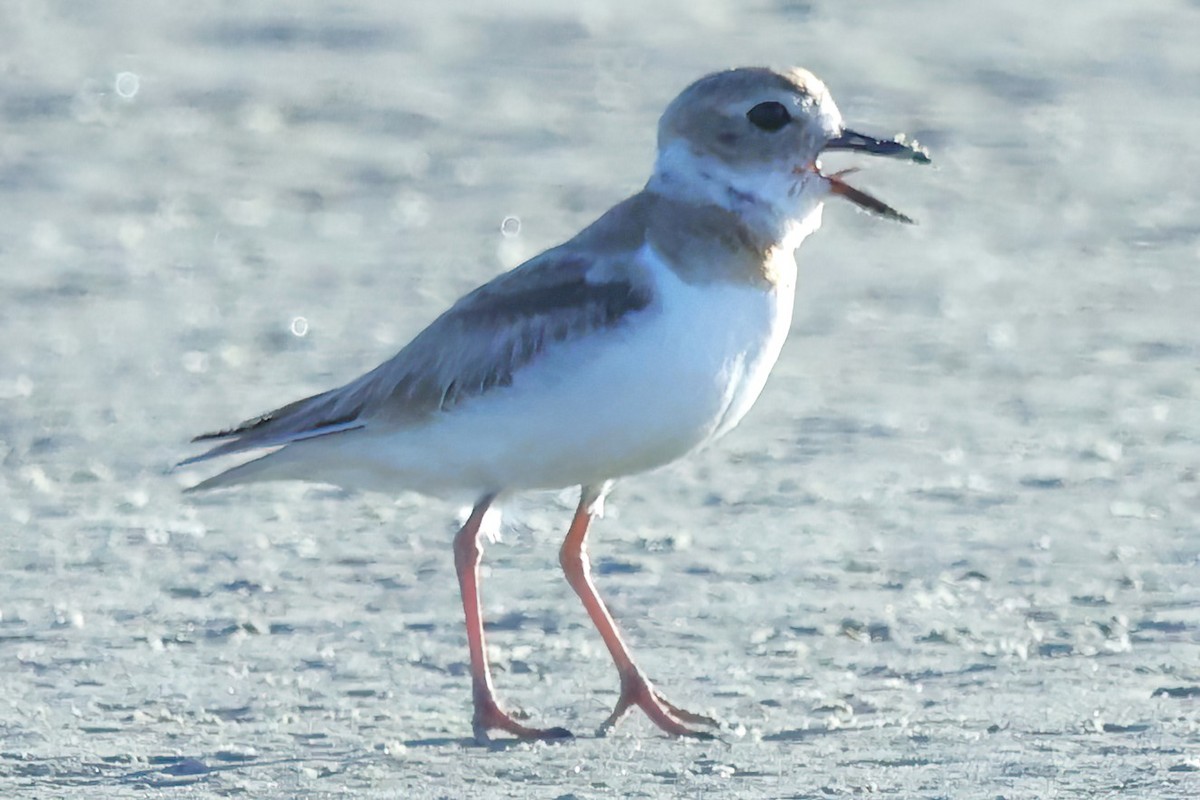 Wilson's Plover - ML620689935