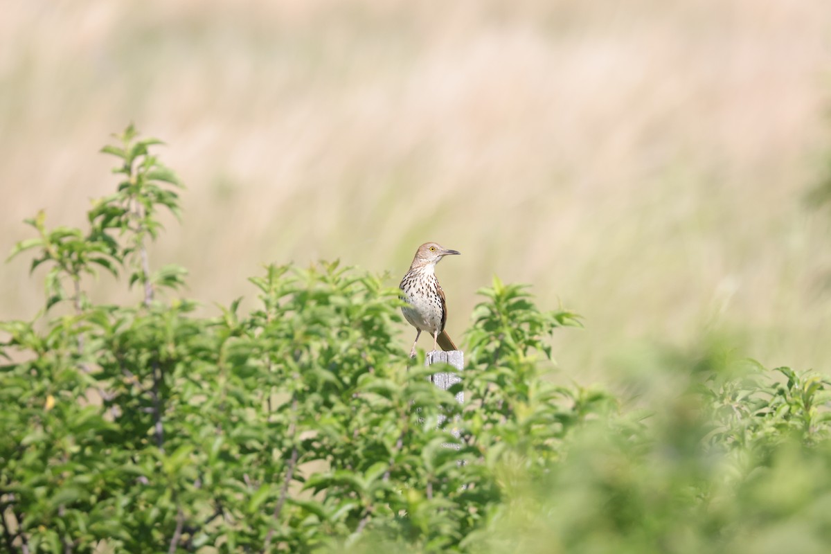 Brown Thrasher - ML620689936