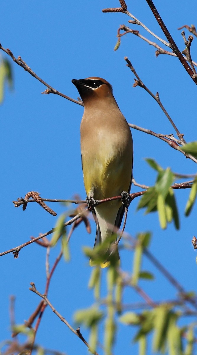 Cedar Waxwing - ML620689941