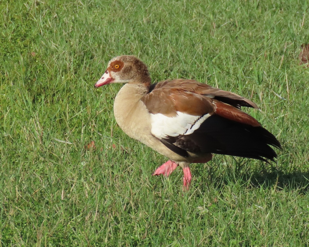 Egyptian Goose - Laurie Witkin