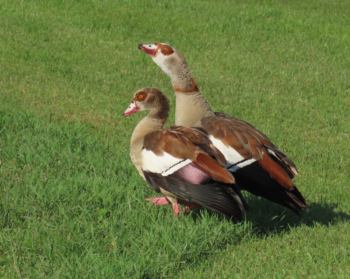 Egyptian Goose - ML620689946