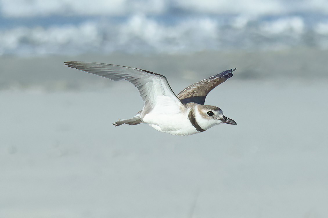 Wilson's Plover - ML620689948