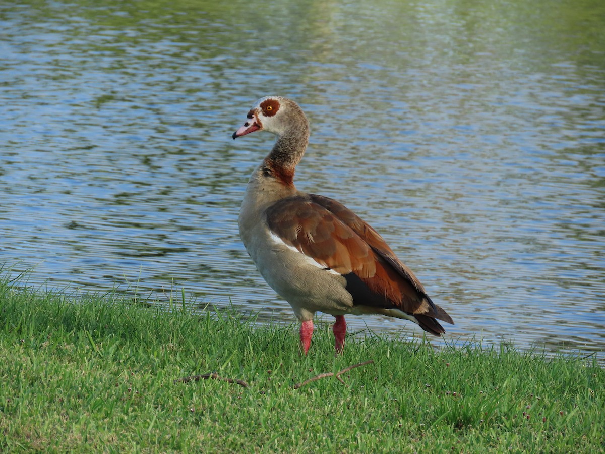 Nilgans - ML620689950