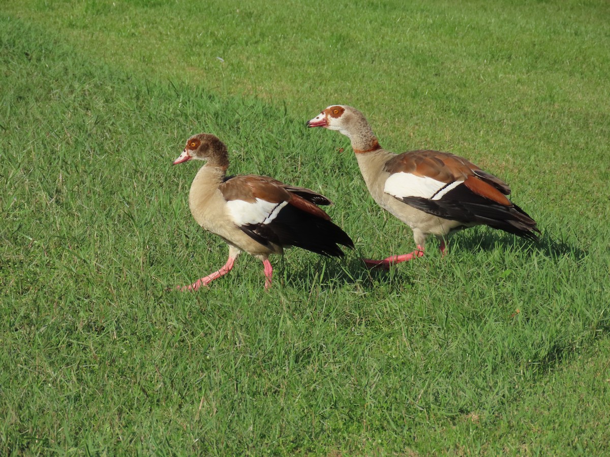 Nilgans - ML620689952