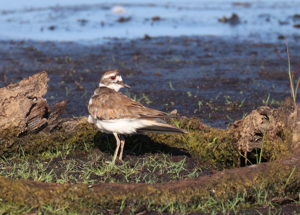 Killdeer - ML620689953