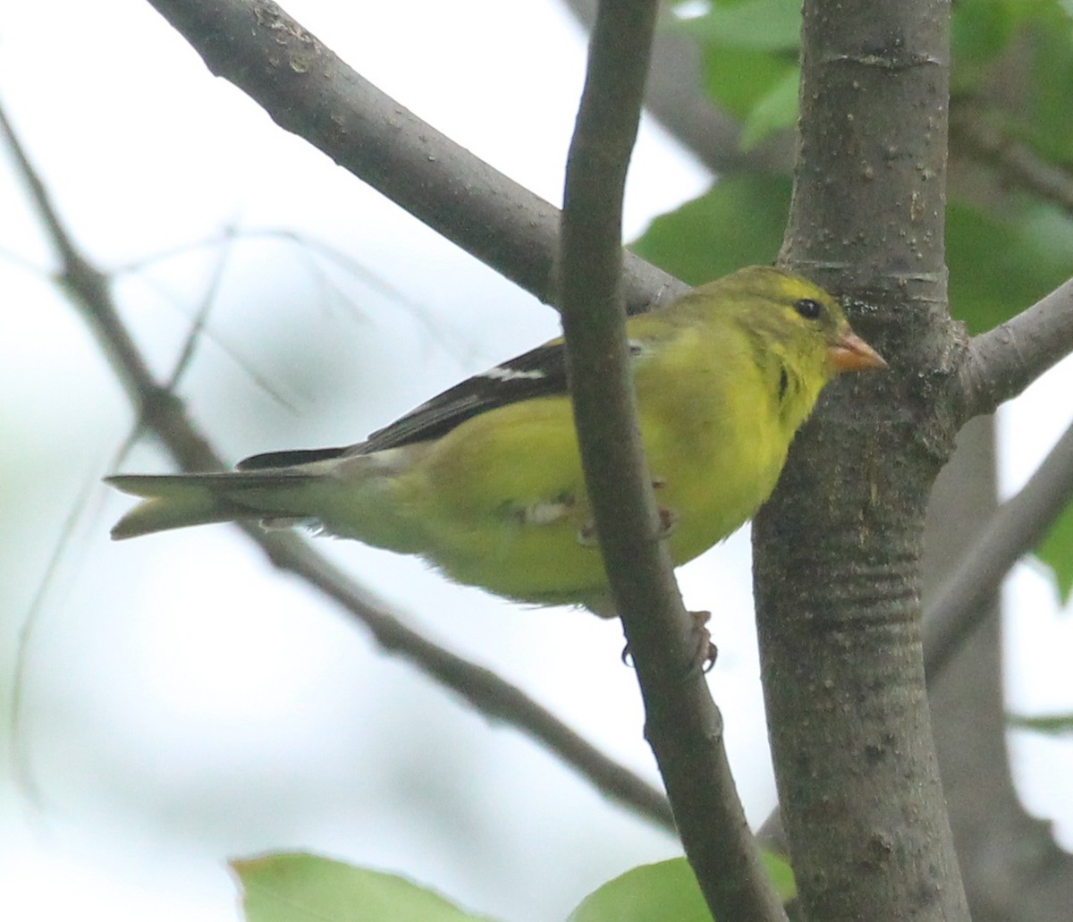 American Goldfinch - ML620689955