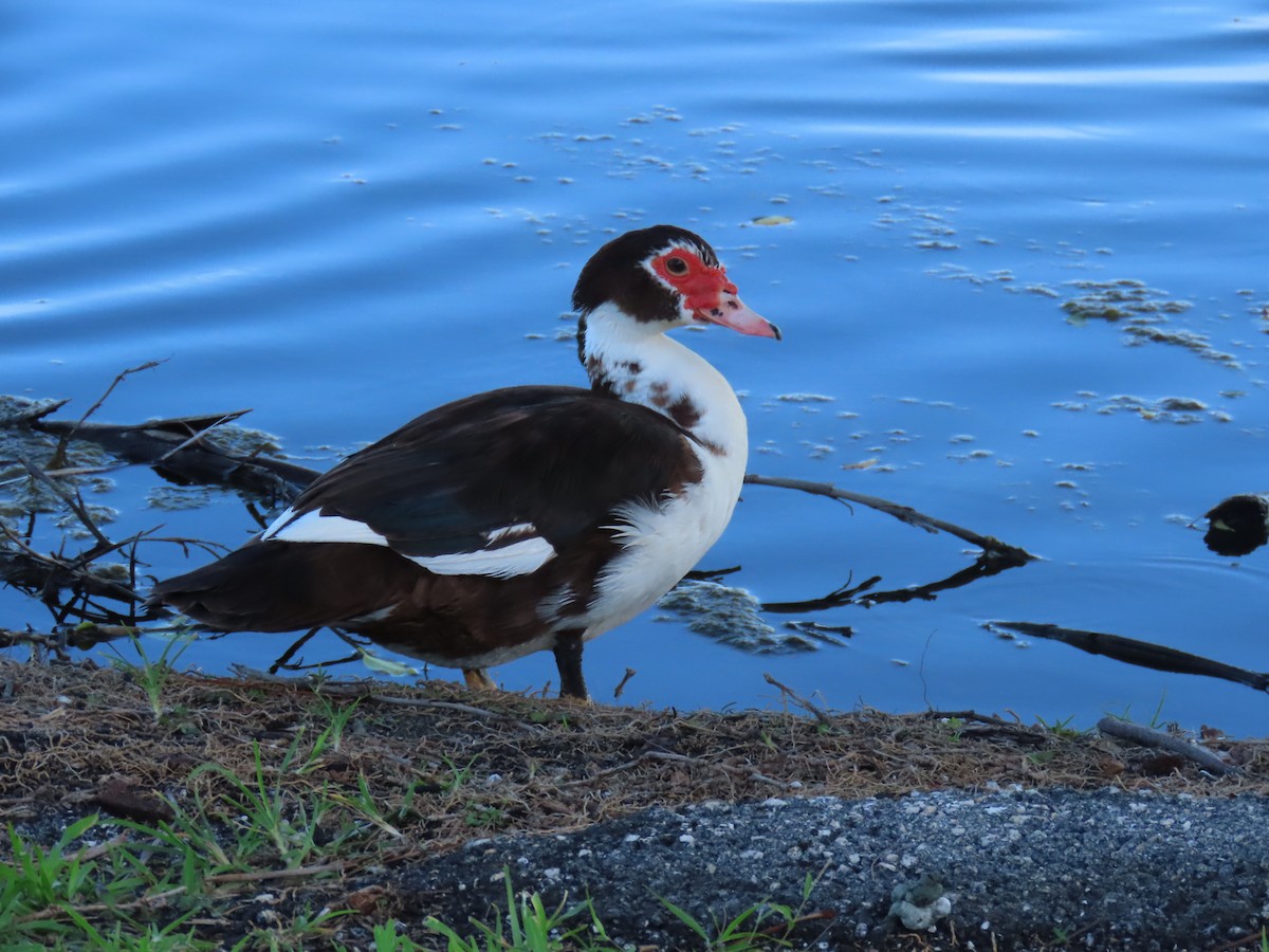 Muscovy Duck (Domestic type) - ML620689957