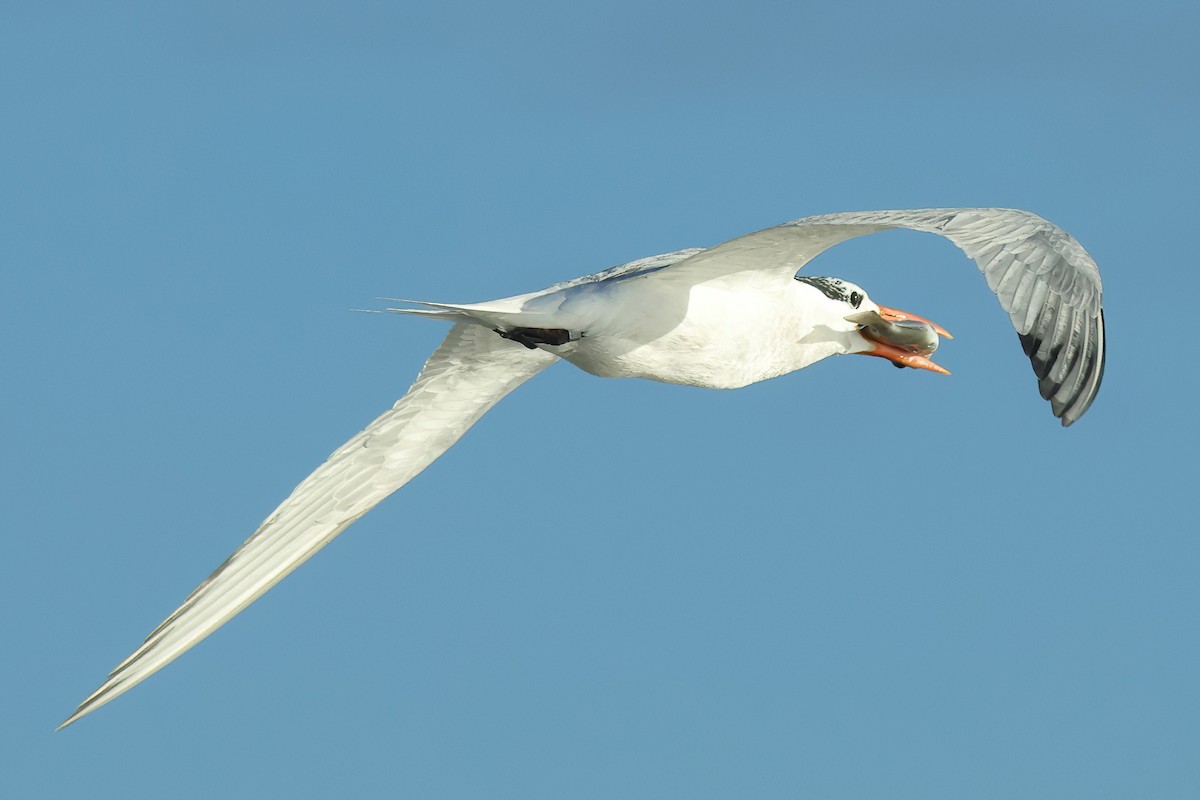 Royal Tern - ML620689959