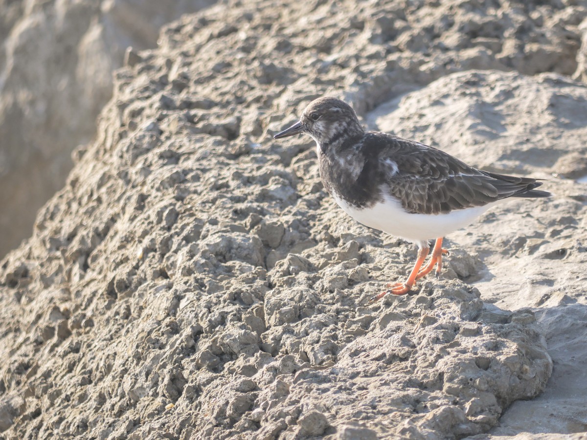 Bécasseau sanderling - ML620689960