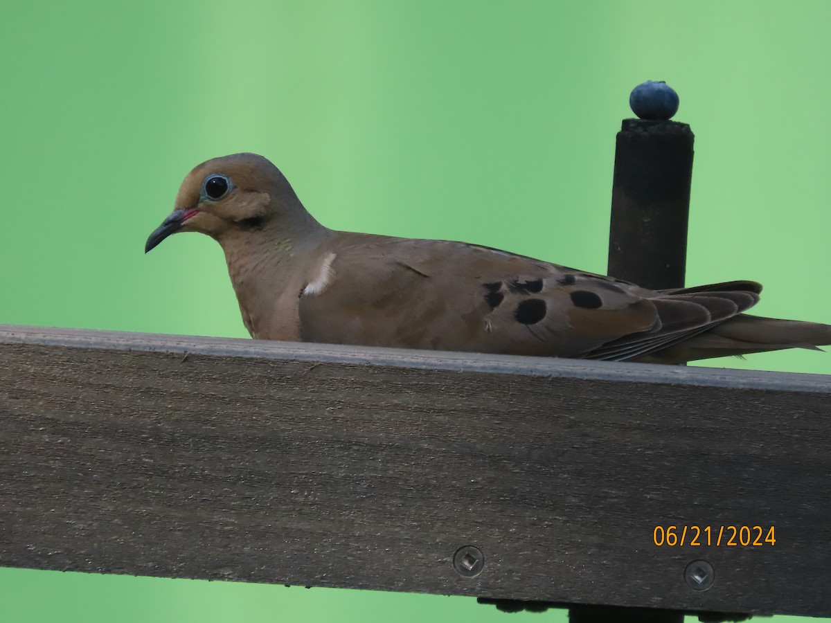 Mourning Dove - ML620689962