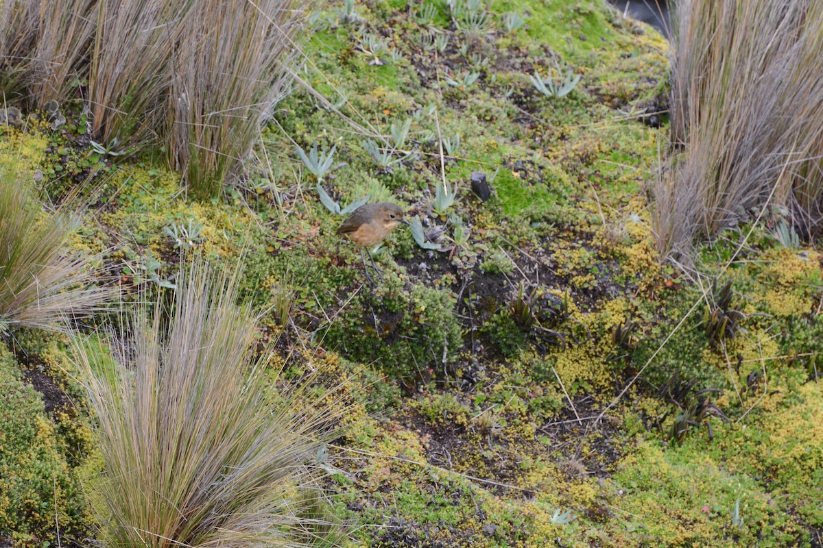 Tawny Antpitta - ML620689963