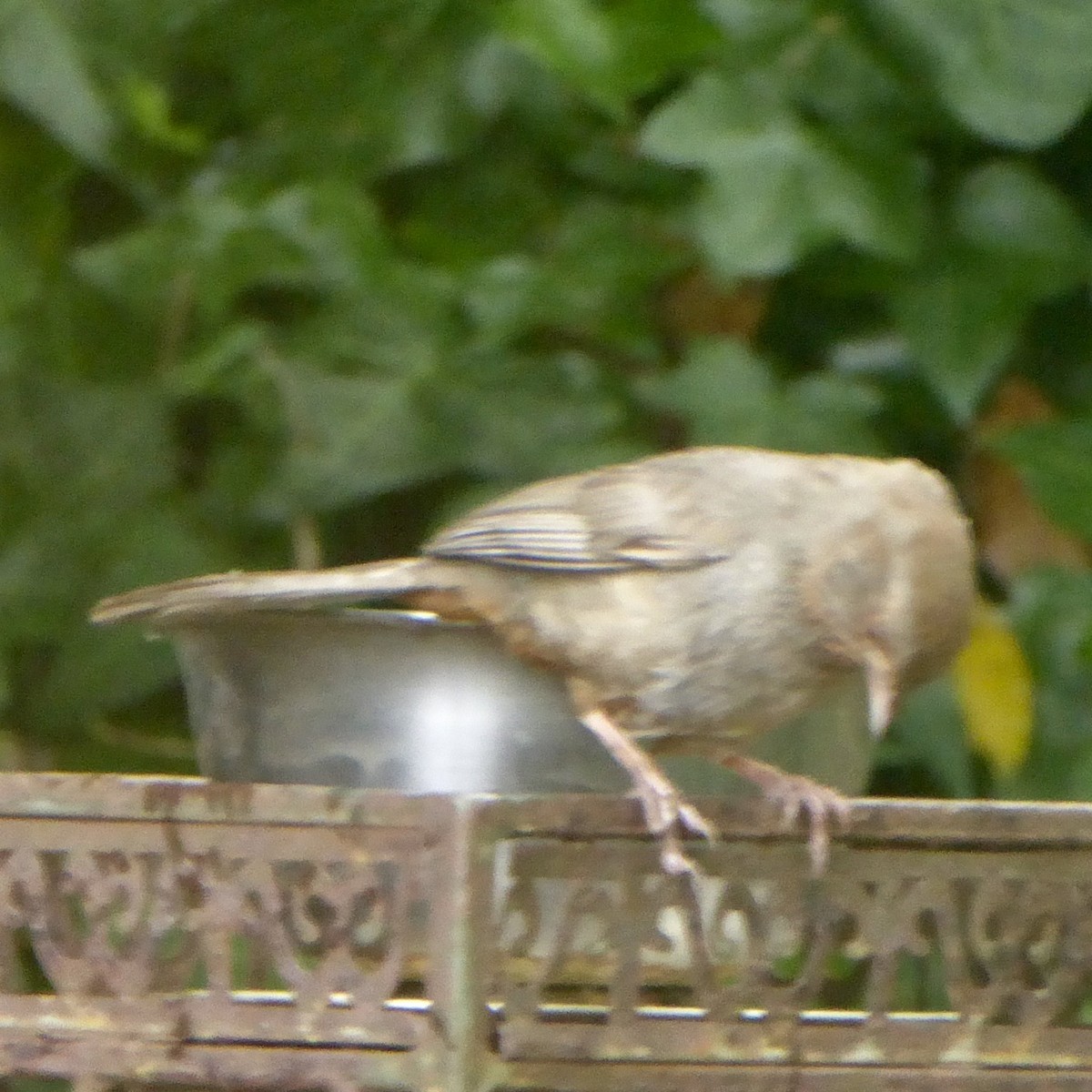 California Towhee - ML620689965