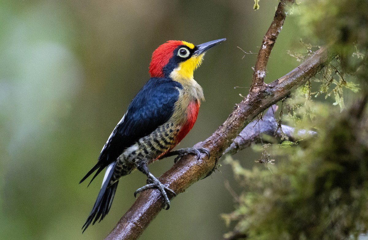 Yellow-fronted Woodpecker - ML620689966