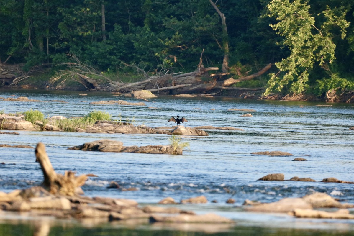 Double-crested Cormorant - ML620689967