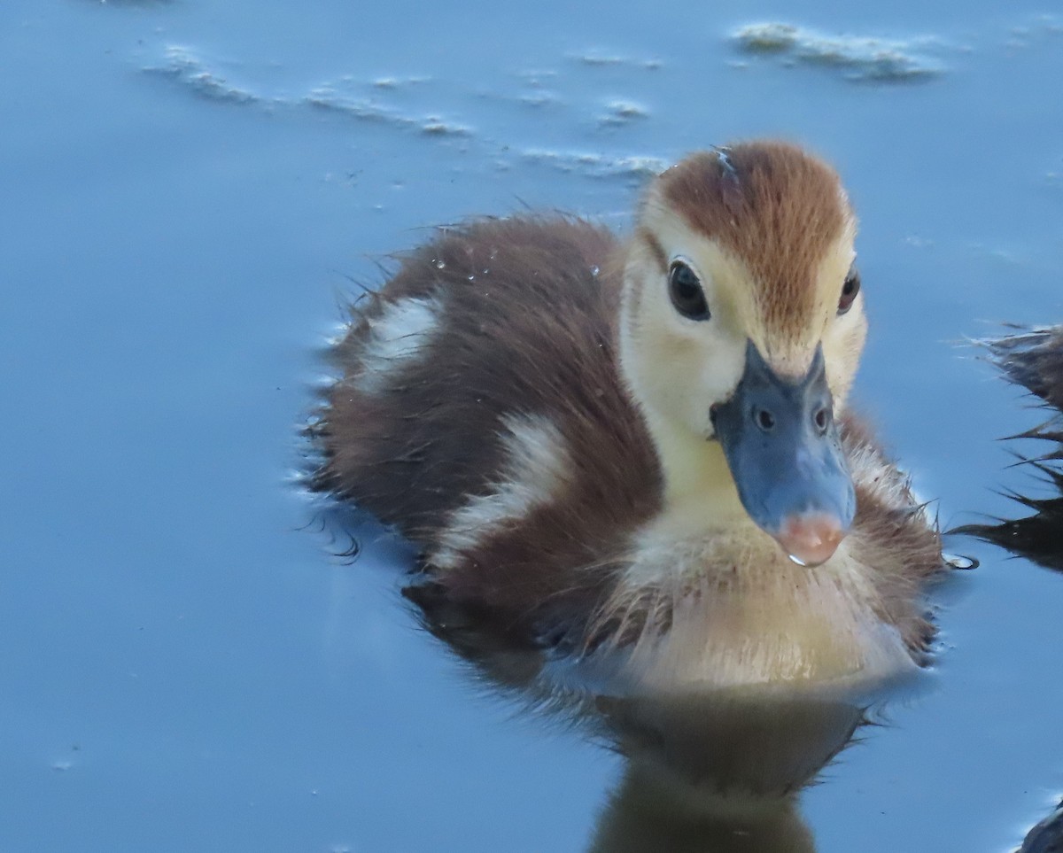 Muscovy Duck (Domestic type) - Laurie Witkin