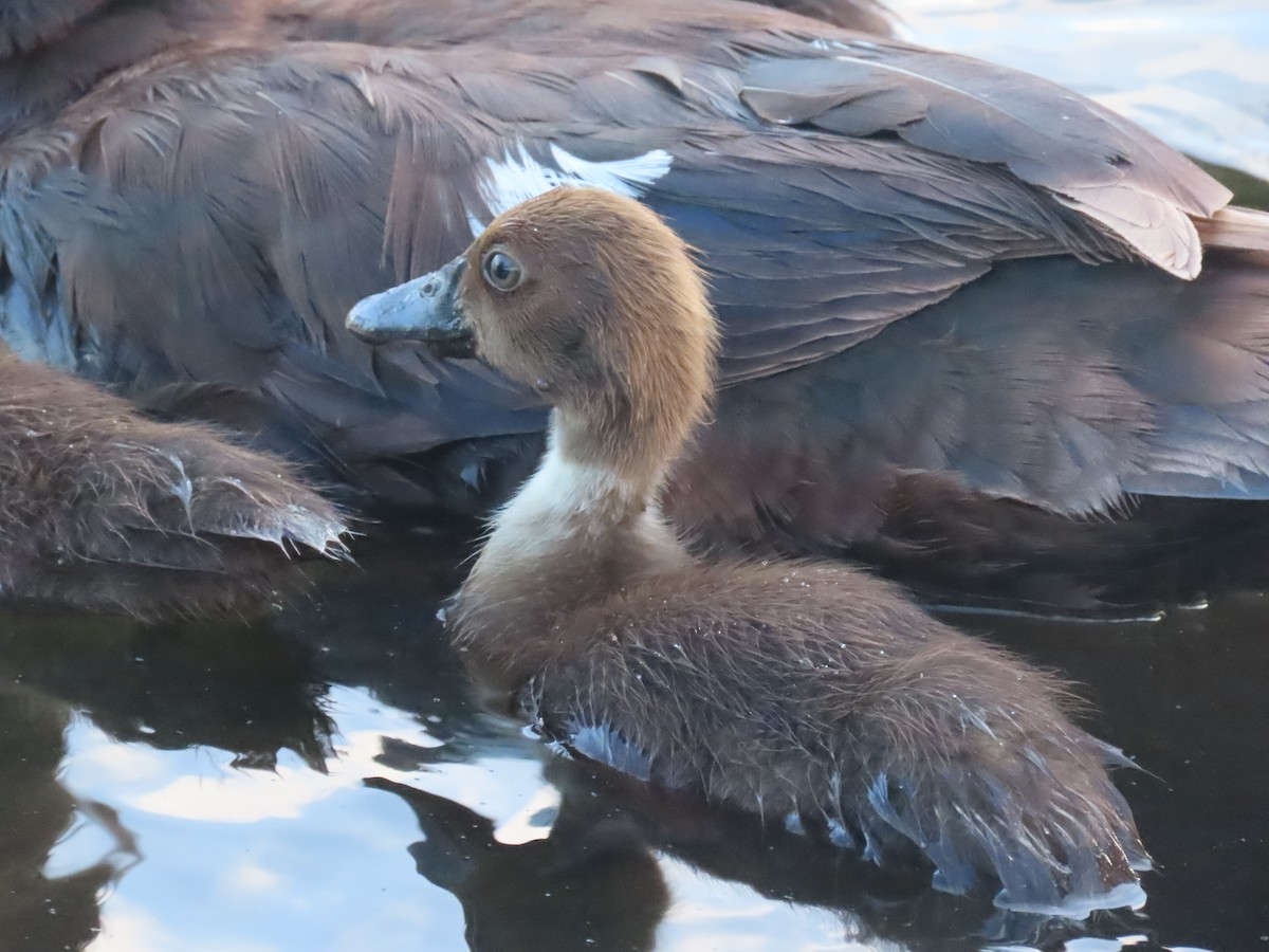 Muscovy Duck (Domestic type) - ML620689969