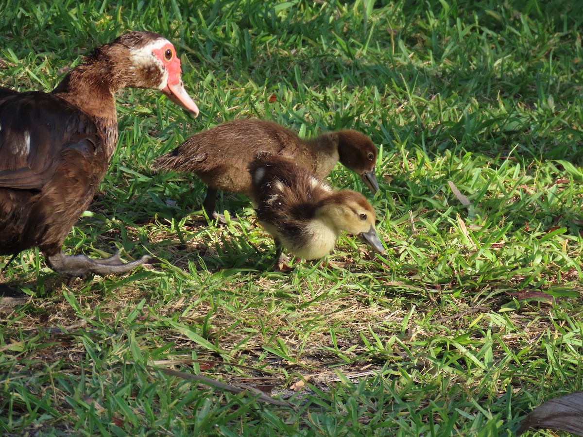 Muscovy Duck (Domestic type) - ML620689971