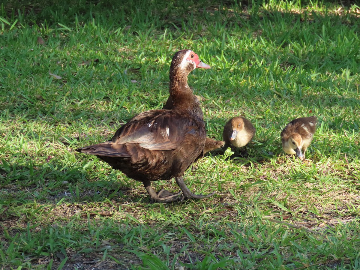 Muscovy Duck (Domestic type) - ML620689972