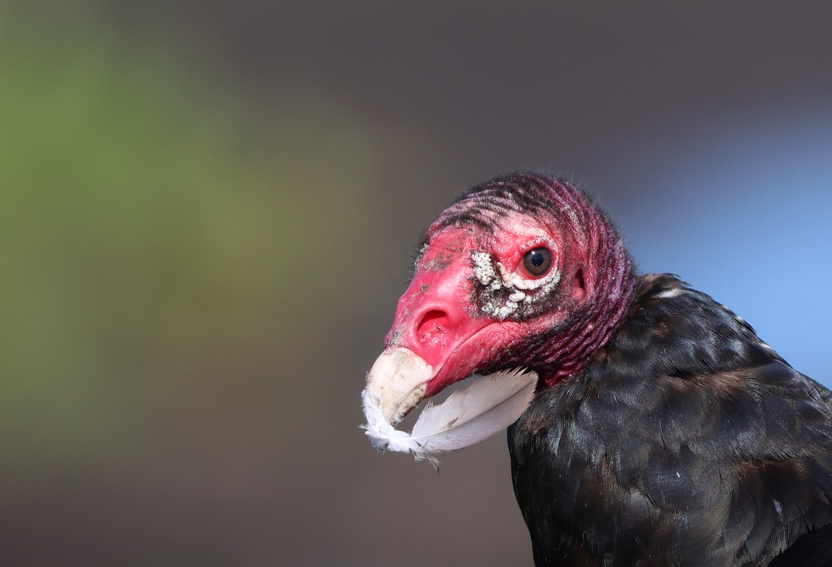 Turkey Vulture - ML620689973