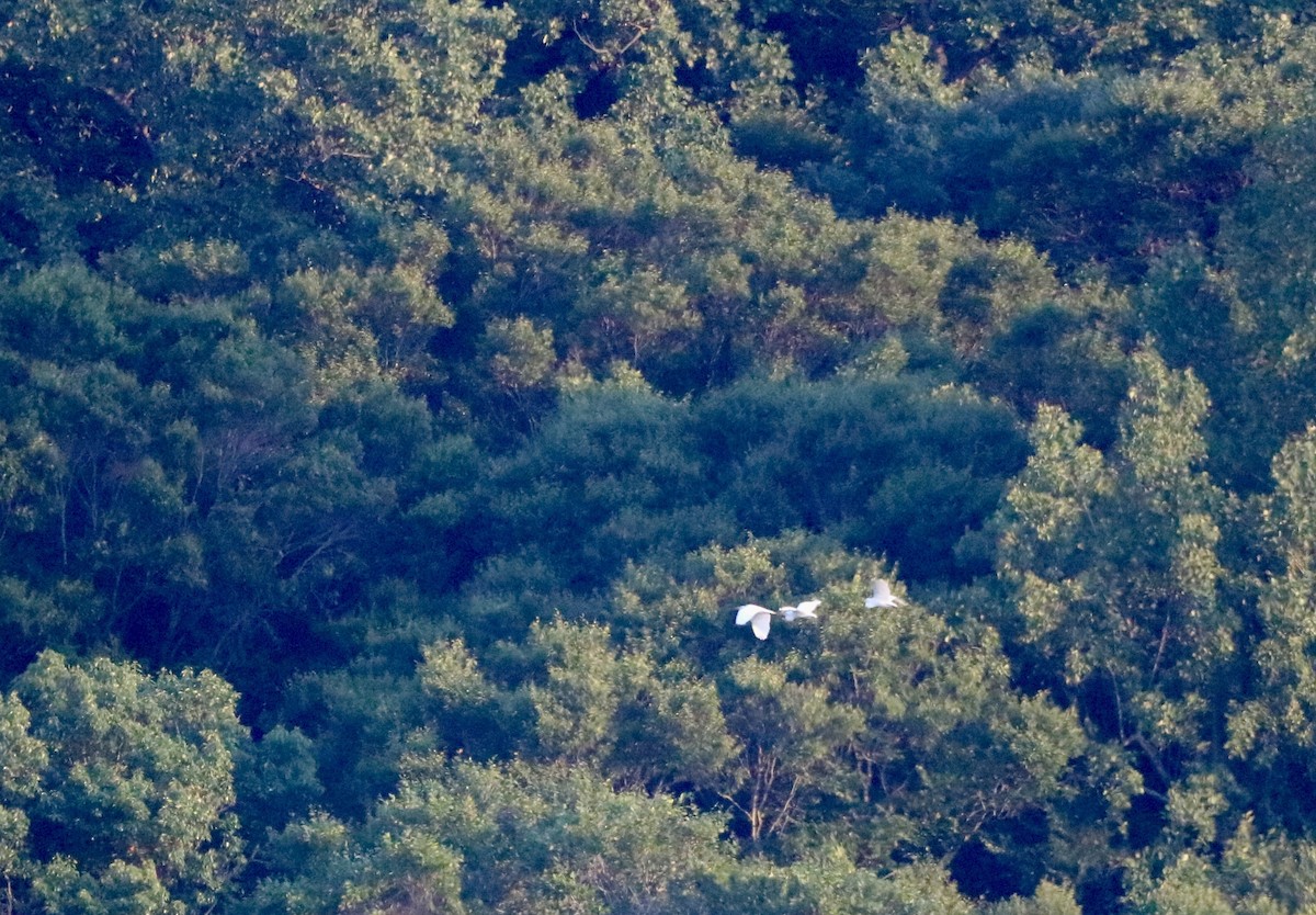 Great Egret - ML620689974